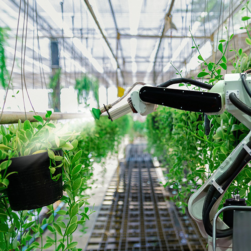 Cuidem les plantes amb robòtica